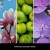 magnolia-blossom-wood-paleczki-zapachowe-250-ml-millefiori-milano (1).jpg