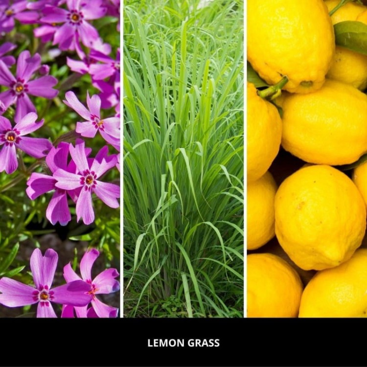 lemon-grass-uzupelniacz-do-paleczek-250-ml-millefiori-milano (1).jpg