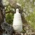 ayuna cellular oil 4.jpg